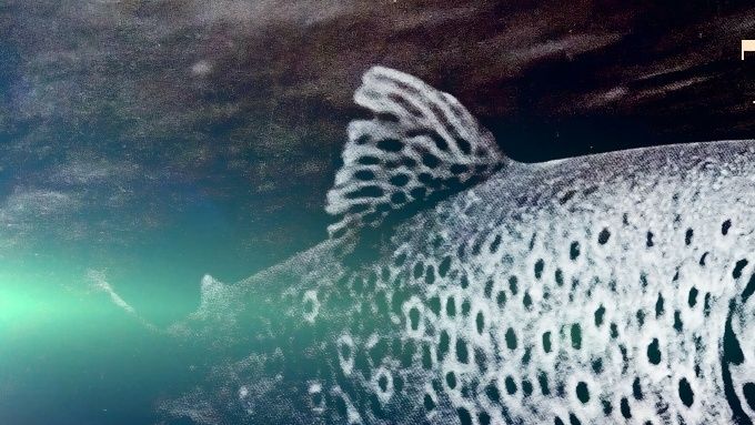 Amis pêcheurs,
L'Oron à Beaurepaire à l'énorme privilège d'être au plus proche de ses sources ce qui lui assure une eaux tempérée toute l'année, et par conséquent, de la nourriture et des poissons en activité même en hiver.  
Au final, de belles truites à la croissance exceptionnelle et pour vous pêcheurs, parfois la chance de piquer une belle mouchetée d'un ou deux kilos.
Pour en arriver là, il y a bien sûr la reproduction naturelle avec  de très belles frayères sur tous les parcours. Néanmoins du fait de la pisciculture implantée sur les sources, l'eau est chargée et nos belles frayères sont parfois vite colmatée avec des chances de réussite amoindries. C'est pour cela que nous procédons en début d'année au lâcher de 80000 à 12000 alevins de truites fario. Ces poissons de quelques millimètres, jamais nourris par l'homme, deviendront au fil des saisons, de beaux poissons sauvages qui feront votre bonheur...   